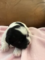 Konas girl, a female Cavapoo for sale in Carthage, TN – Photo 3 of 8