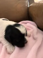 Konas girl, a female Cavapoo for sale in Carthage, TN – Photo 2 of 8