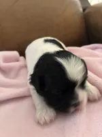 Konas girl, a female Cavapoo for sale in Carthage, TN – Photo 4 of 8