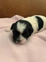 Konas girl, a female Cavapoo for sale in Carthage, TN – Photo 6 of 8