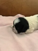 Konas girl, a female Cavapoo for sale in Carthage, TN – Photo 5 of 8