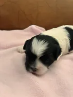 Konas girl, a female Cavapoo for sale in Carthage, TN – Photo 7 of 8