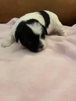 Konas girl, a female Cavapoo for sale in Carthage, TN – Photo 8 of 8