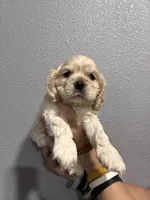 Georgias boy , a male Cocker Spaniel for sale in Carthage, TN – 8 of 10
