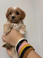 Cavapoo white forhead, a female Cavapoo for sale in Carthage, TN – 6 of 10