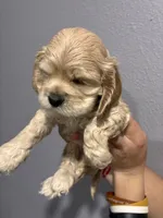 Blue collar girl, a female Cocker Spaniel for sale in Carthage, TN – 9 of 10