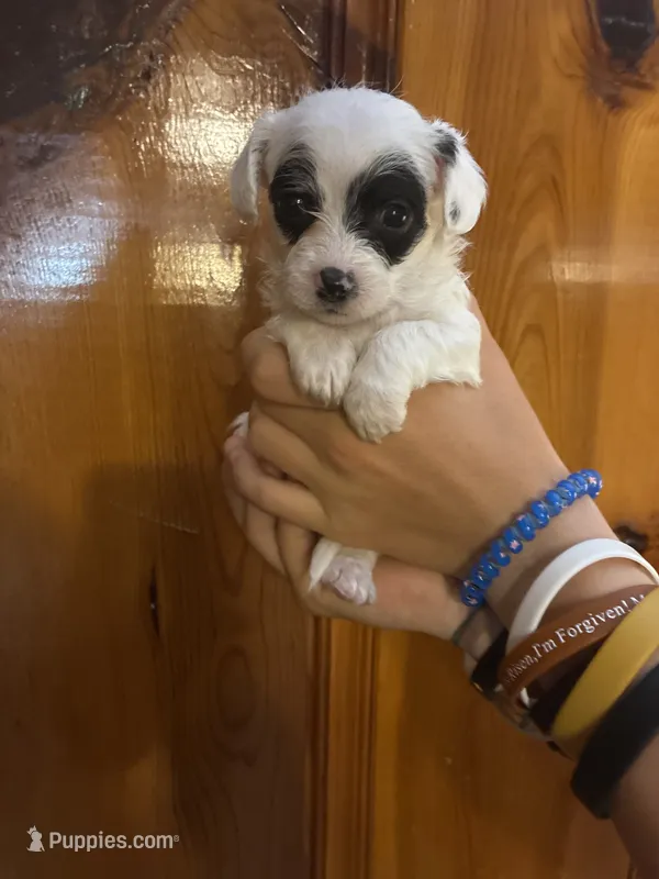 Chipoo Puppies For Sale | Puppies.com