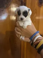 Black eye spots, a male Chipoo for sale in Carthage, TN – 1 of 10