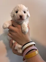 Marshes white boy, a male Poodle - Toy  for sale in Carthage, TN – 5 of 10