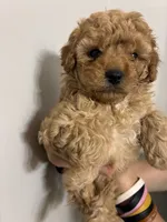 Darkest buff girl, a female Cavapoo for sale in Carthage, TN – 10 of 10