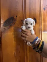 All white boy, a male Chipoo for sale in Carthage, TN – 3 of 10
