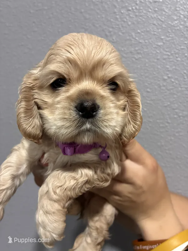 Purple collar girl – Cocker Spaniel puppy for sale in Carthage, TN