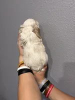 Cream and white girl, a female Cocker Spaniel for sale in Carthage, TN – 10 of 10