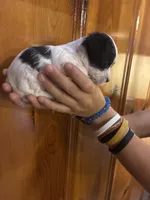 Lots of spots, a male Chipoo for sale in Carthage, TN – 6 of 10