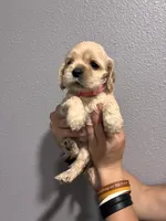 Pink collar girl, a female Cocker Spaniel for sale in Carthage, TN – 3 of 10