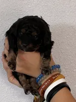 Cavapoo boy, a male Cavapoo for sale in Carthage, TN – 3 of 9