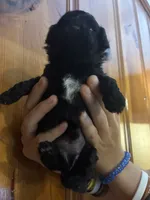 Black, brown, white, a male Shihpoo for sale in Carthage, TN – 5 of 10