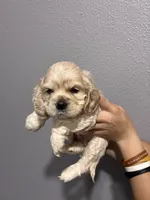 Georgias boy , a male Cocker Spaniel for sale in Carthage, TN – 2 of 10