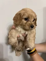 Less curly girl, a female Cavapoo for sale in Carthage, TN – 2 of 10