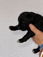 Cavapoo Girl, a female Cavapoo for sale in Carthage, TN – 10 of 10