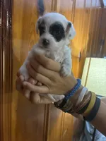 Black eye spots, a male Chipoo for sale in Carthage, TN – 2 of 10