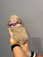 Purple collar girl, a female Cocker Spaniel for sale in Carthage, TN – 6 of 10