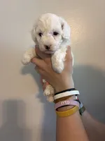 Marshes white boy, a male Poodle - Toy  for sale in Carthage, TN – 8 of 10