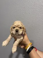Purple collar girl, a female Cocker Spaniel for sale in Carthage, TN – 10 of 10