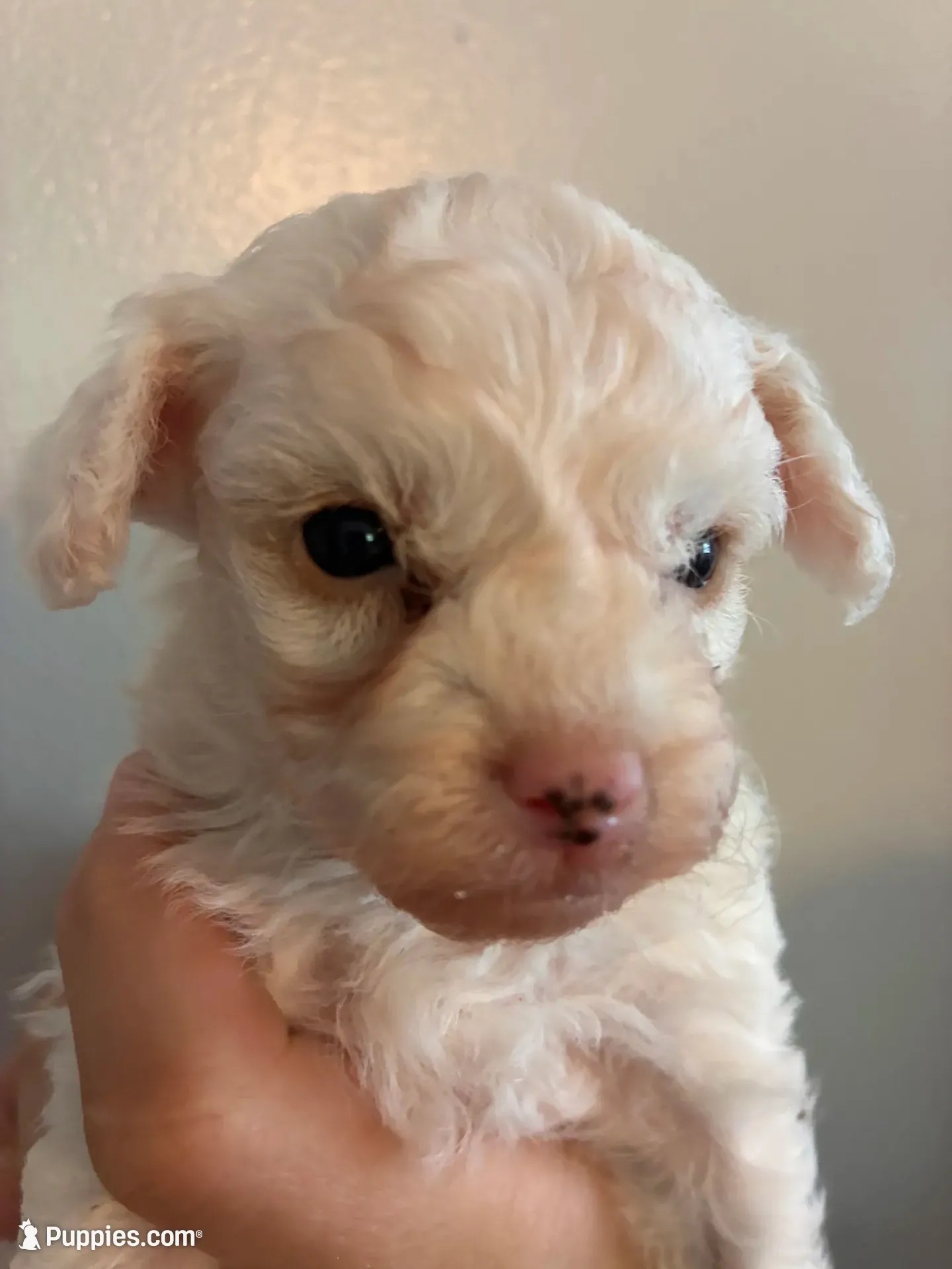 Marshes tiny boy, a male Poodle - Toy  for sale in Carthage, TN – 1 of 10