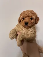Darkest buff girl, a female Cavapoo for sale in Carthage, TN – 2 of 10