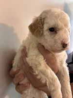 Marshes Spots pup, a male Poodle - Toy  for sale in Carthage, TN – 8 of 10