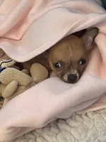 Poppy, a male Chihuahua for sale in Carthage, TN – 2 of 10