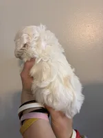Marshes white boy, a male Poodle - Toy  for sale in Carthage, TN – 7 of 10