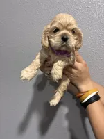 Purple collar girl, a female Cocker Spaniel for sale in Carthage, TN – 2 of 10
