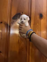 All white boy, a male Chipoo for sale in Carthage, TN – 5 of 10