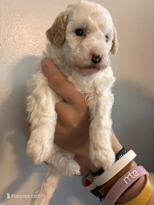 Marshes Spots pup – Poodle - Toy  puppy for sale in Carthage, TN