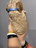 Blue collar girl, a female Cocker Spaniel for sale in Carthage, TN – 5 of 10