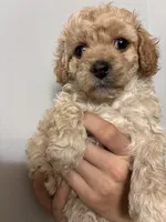 Tiniest girl, a female Cavapoo for sale in Carthage, TN – 3 of 10
