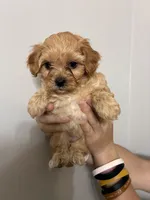 Medium buff girl, a female Cavapoo for sale in Carthage, TN – 9 of 9