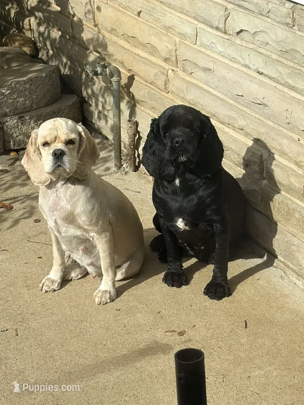 Laken – Cocker Spaniel puppy for sale in Carthage, TN