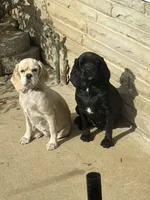 Laken, a female Cocker Spaniel for sale in Carthage, TN – 1 of 10