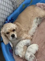 Georgia , a female Cocker Spaniel for sale in Carthage, TN – 4 of 8