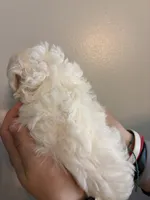 Marshes girl pup, a female Poodle - Toy  for sale in Carthage, TN – 2 of 10