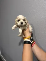 Cream and white girl, a female Cocker Spaniel for sale in Carthage, TN – 4 of 10