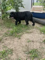 Laken, a female Cocker Spaniel for sale in Carthage, TN – 3 of 10