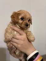 Medium buff girl, a female Cavapoo for sale in Carthage, TN – 4 of 9