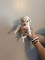 Marshes tiny boy, a male Poodle - Toy  for sale in Carthage, TN – 4 of 10
