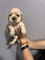 Pink collar girl, a female Cocker Spaniel for sale in Carthage, TN – 4 of 10