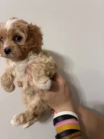 Cavapoo white forhead, a female Cavapoo for sale in Carthage, TN – 10 of 10