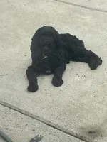 Laken, a female Cocker Spaniel for sale in Carthage, TN – 7 of 10